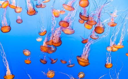 Nuclear plant on coastal waters shut down over massive jellyfish swarm
