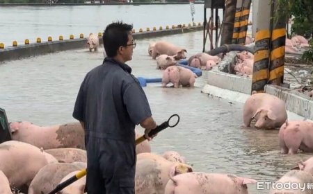 中南部暴雨「上千頭豬暴斃」沒豬可賣！全台肉品市場13日休市一天