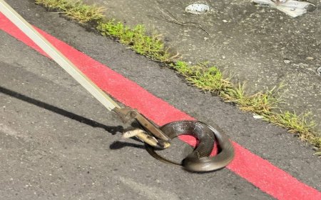 高雄小港眼鏡蛇出沒！近2月「3落網2在逃」　里長籲散步要小心