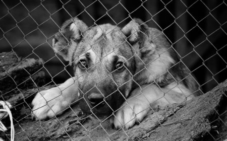 每公斤賣400元！雲林驚見65公斤「支解狗肉」　移工遭裁罰10萬