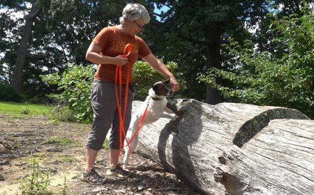 Virginia Tech study shows dogs can detect invasive lanternfly