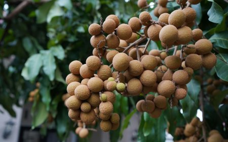 龍眼「高營養價值」一次看　營養師：腎臟病患者需注意份量