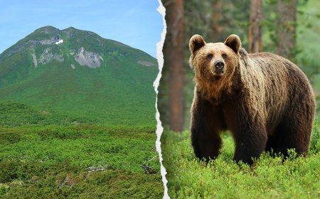 Hiker's friend watches in horror as brown bear drags man into bushes on mountain: report