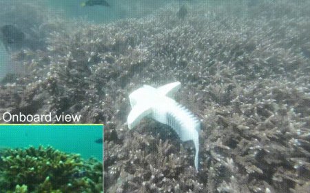 机器鱼“潜入”鱼群，我国科研团队研发新型柔性机器人