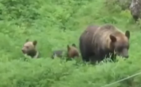 北海道棕熊襲擊！東京上班族慘死山中　母子3熊遭獵殺