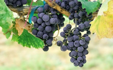 營養師：「黑色食物」營養價值超乎想像　防癌、抗老有一套