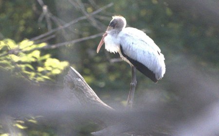 Rare sighting as threatened bird species likely got lost, ending up 1,000 miles from home in Wisconsin