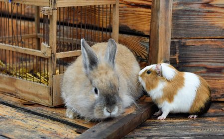 Would you donate pets for zoo to feed to its predators? Some say 'yes'