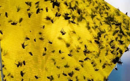 USDA announces $750M sterile fly breeding program to protect cattle from Mexican flesh-eating maggots