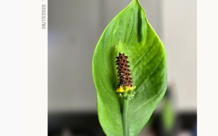 消息称三星 One UI 8 增加全新照片水印：可设置白 / 黑底，预计下版本推送