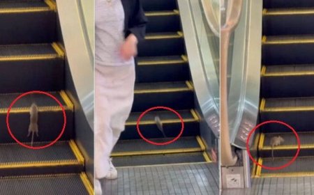手扶梯當跑步機！百貨公司驚見「老鼠健身」　顧客笑了：真調皮