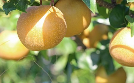 營養師曝吃水梨健康好處　提醒腸胃不好者勿空腹食用