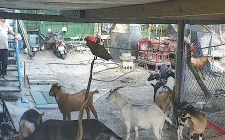 彰化120隻羊遭毒殺！飼主控地主為漲租「下藥滅羊」：大多已懷孕