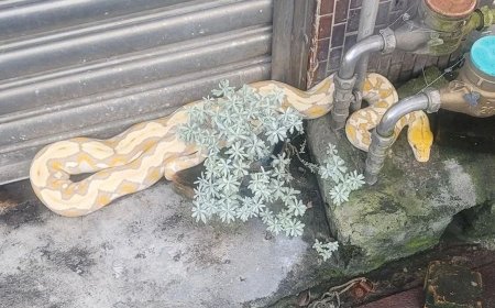 2米長超巨寵物網紋蟒逃家！民眾嚇壞　2天後趴鄰居門口被尋獲