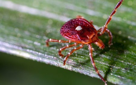 Martha’s Vineyard residents forced to go vegan, become ‘social pariahs’ because of bloodsucking insect