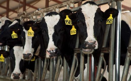 Six dead in dairy accident in rural Colorado plains area