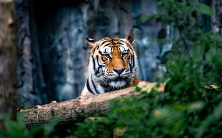 地方新闻精选 | 湖北鹤峰通报村民自称被“老虎”袭击 奔驰车逼停摩托车事件双方达成谅解