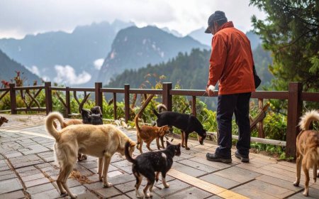 陽明山國家公園餵流浪狗　超噁！狗糧腐敗蟲狂嗑