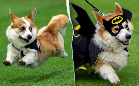 Thousands attend corgi competition featuring 120 teams from across Europe: 'He's really proud'