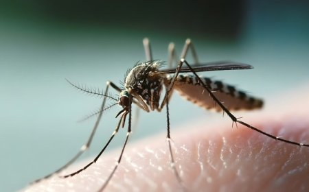 地方新闻精选 | 湖北多地提供基孔肯雅热免费检测 大理禁止在苍山违规组织“采菌游”