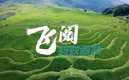 蚂蚁森林 9 年种下 6.19 亿棵树，蚂蚁集团为种树已累计协议捐资超 45 亿元
