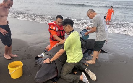 小抹香鯨母子遭鯊魚攻擊！擱淺蘇澳沙灘...傷勢嚴重人道處理