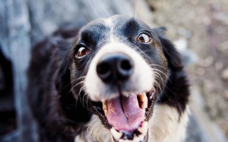 機率萬分之一！澳男被愛犬咬傷「染敗血症」留永久性後遺症