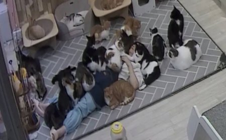 在浪貓咖啡廳睡著！老闆遭「貓貓大軍壓頂6小時」　超萌畫面曝