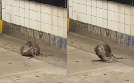 米奇對決！翻滾互咬「騰空飛撲」　44秒激戰片瘋傳