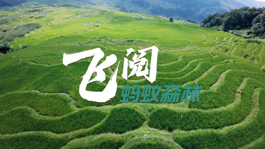 蚂蚁森林 9 年种下 6.19 亿棵树,蚂蚁集团为种树已累计协议捐资超 45 亿元