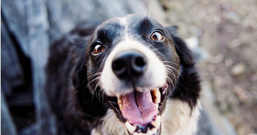 機率萬分之一！澳男被愛犬咬傷「染敗血症」留永久性後遺症