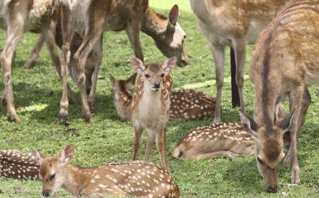 奈良鹿激增！1465頭「創歷史新高」　動保團體示警