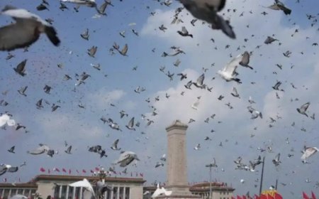 陸閱兵向市民徵集8萬隻和平鴿　「放飛即下班」10分鐘到家