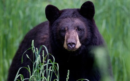 Arkansas man, 72, mauled by 70-pound bear, hospitalized with 'extensive' injuries