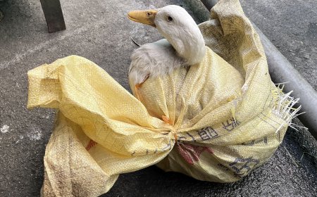 民眾以為當街抓狗宰殺！警急攔車搜袋…結果竟是「一隻活鴨」