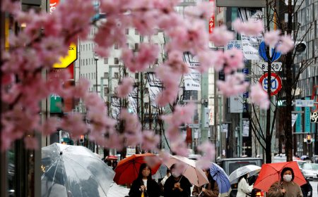 大蟑螂攻陷東日本！「單性繁殖」瘋狂擴散　關鍵原因好意外