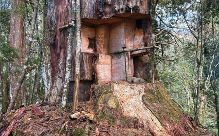 台灣森林爆恐怖浩劫　越籍山老鼠橫行