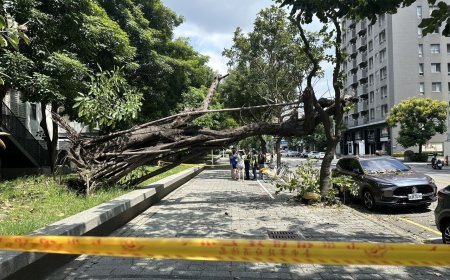 快訊／台中迪卡儂店前8米樹突倒塌！無風雨...車主停半小時中招