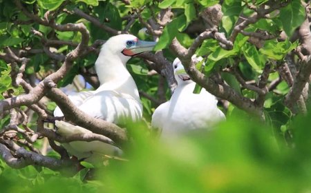 黄岩岛国家级自然保护区获批，范围和功能分区也定了