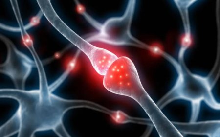 當神經元遇見真愛　突觸形成的奇妙旅程