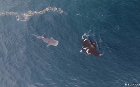 澎湖海域「鬼蝠魟同框鯨鯊」罕見畫面曝　牠纏繩掙扎志工急解救