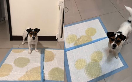 致敬日藝術家！傑克羅素㹴尿墊當畫布　鋪滿圓點還巧妙留白