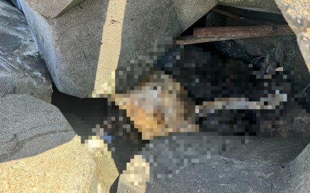 彰濱海堤驚見「白色腳掌」遊客撿貝殼嚇壞　疑為失蹤56天男子