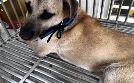 郵差斷指接回了！基隆恐怖惡犬「掃嘸晶片」　飼主至今神隱未現身