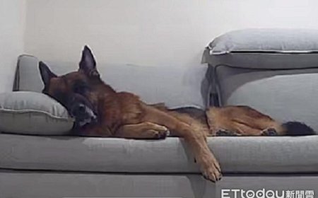 飼主買沙發「結果都狗在睡」　還猛挖軟墊擔任壓力測試員