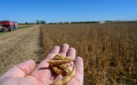 彻底丢掉最大出口市场，美国豆农被关税推向绝境