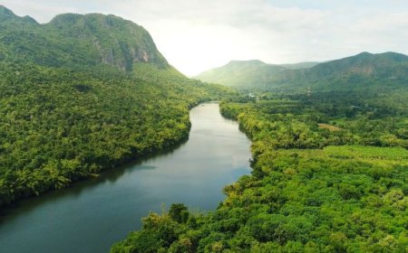 中国支持巴西1250亿美元的森林保护基金