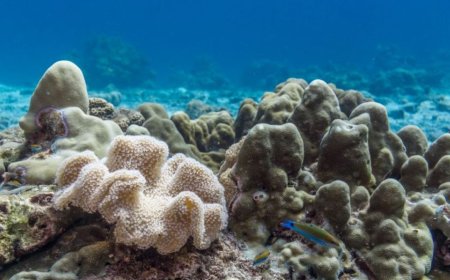 海洋pH值已达临界点