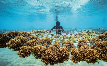 風Luxury／勞力士製錶與永續發展都當領頭羊　助「珊瑚媽媽」復育