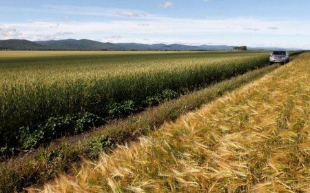 美俄争夺西非小麦市场